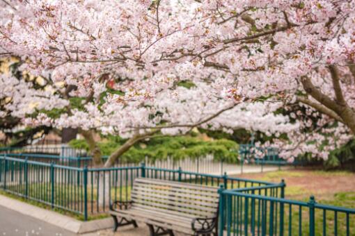 青岛中山公园的樱花几月份开花-摄图网