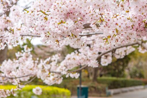 盛开的樱花-摄图网