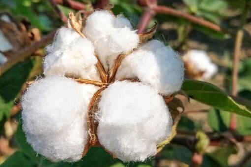 新疆棉花-摄图网