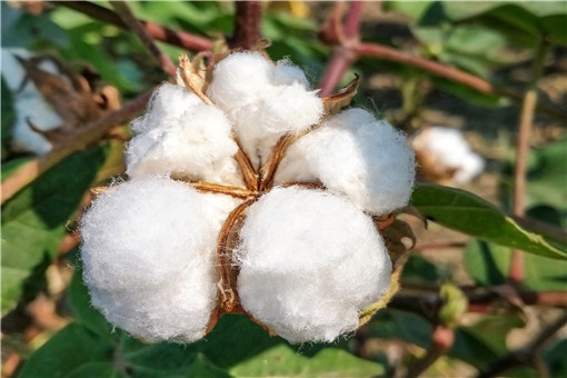 新疆棉花和普通棉花的区别-摄图网