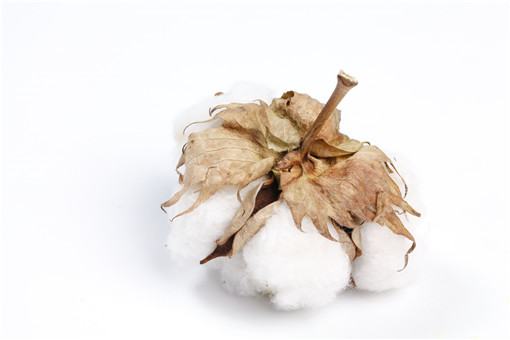 2021年新疆棉花种植注意事项有哪些-摄图网