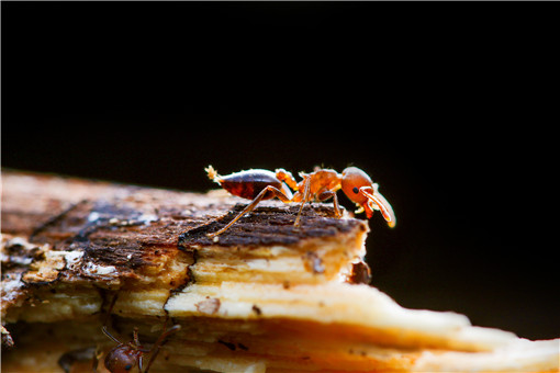 红火蚁最怕什么-摄图网