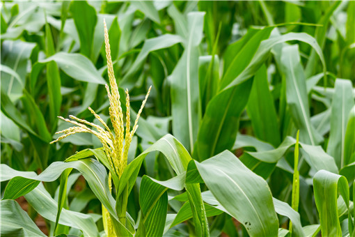 玉米价格创历史新高-摄图网