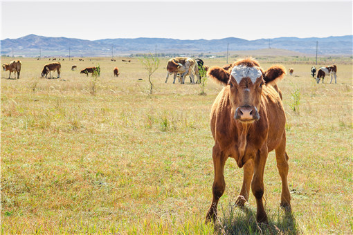 2021年农村创业养牛怎么样-摄图网