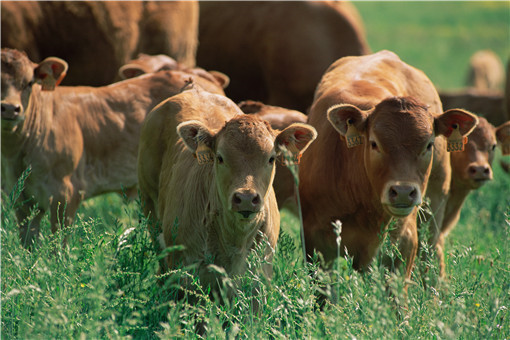 2021年农村创业养牛怎么样-摄图网