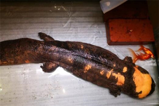 野生娃娃鱼是国家几级保护动物 吃了判几年 土流网