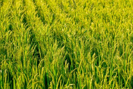 2021年水稻种植补贴最新政策-摄图网