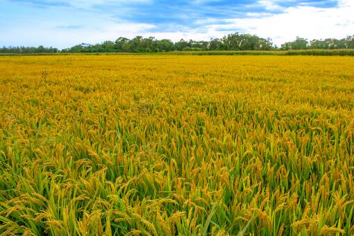 2021年水稻种植补贴每亩补贴多少钱-摄图网