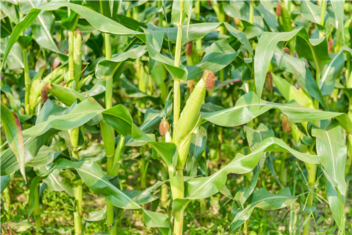 2021年玉米生产者补贴标准-摄图网