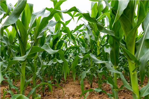 2021年玉米生产者补贴标准-摄图网