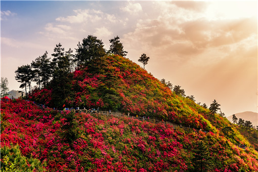 杜鹃花开遍山野是什么景象-摄图网