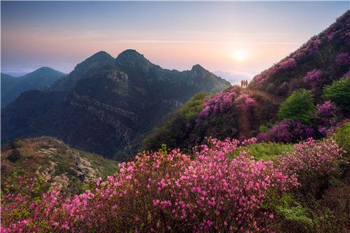 杜鹃花开遍山野是什么景象-摄图网