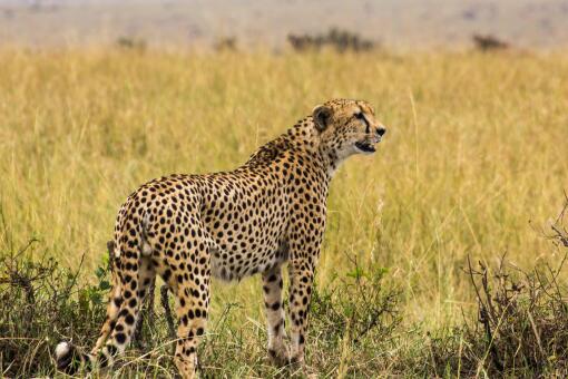 杭州外逃的第三只金钱豹仍未寻获 具体是怎么回事 附事件始末详情 土流网