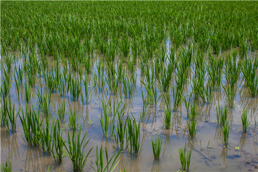 水稻除草剂什么时候打最好-摄图网