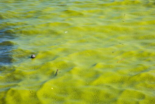 青島滸苔可能會長期存在于近海-攝圖網