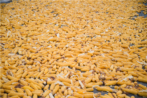 2021玉米价格最新行情-摄图网