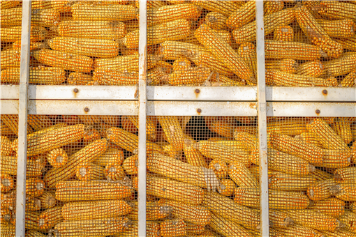 2021玉米价格最新行情-摄图网