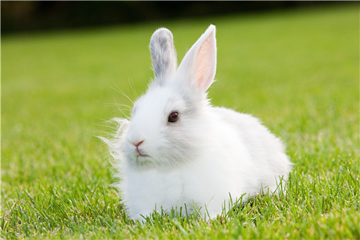 2021年养殖兔子国家有补贴吗-摄图网