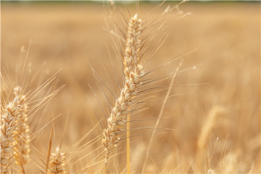 冬小麦什么时候播种-摄图网
