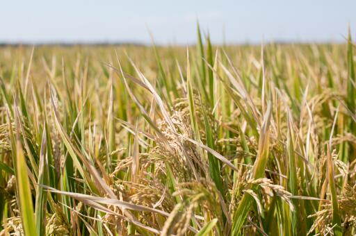 黑龙江适合种植哪个品种的水稻——摄图