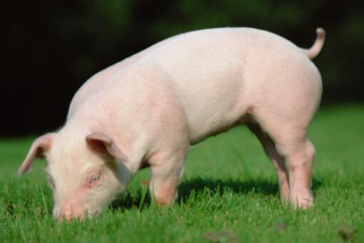 吉林地区适合养殖猪——摄图