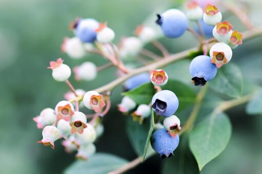 蓝莓——摄图