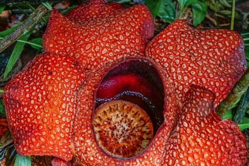 世界最大的大王花是什么植物 会吃人吗 功效作用有哪些 土流网