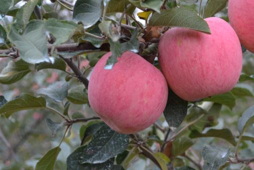 苹果栽培技术——摄图