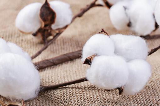 新疆棉花补贴实施方案——摄图