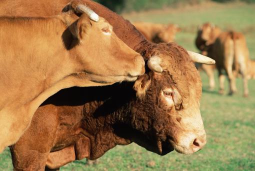 初生犊牛饲养管理技术——摄图