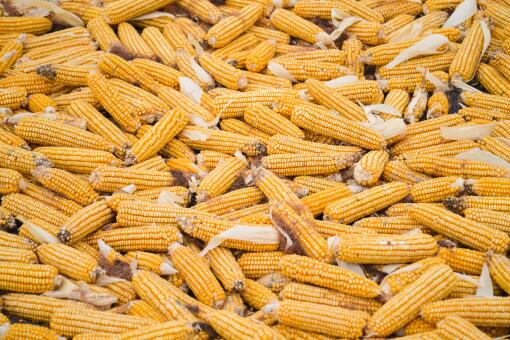 今日玉米价一斤多少钱-摄图网
