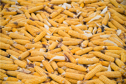 11月份新玉米价格预测-摄图网