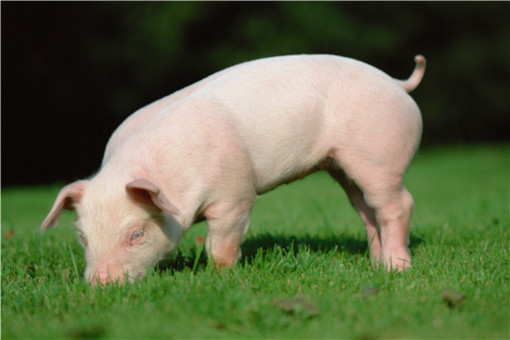 种公猪的饲养管理技术-摄图网