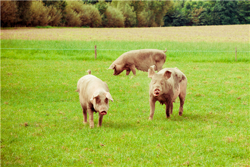 2022年春節豬肉價格-攝圖網