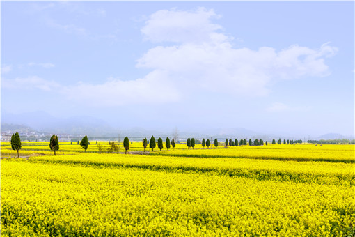 加拿大一枝黄花是什么-摄图网