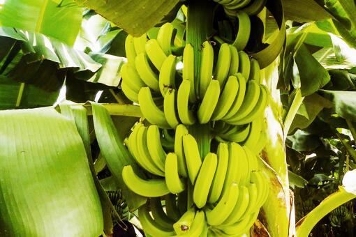 香蕉是无性繁殖还是种子繁殖-摄图网