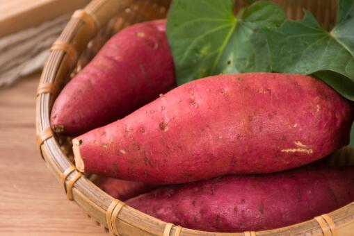 红薯的最新种植技术-摄图网