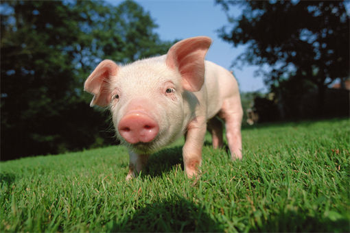 阉猪最早出现在那个年代-摄图网