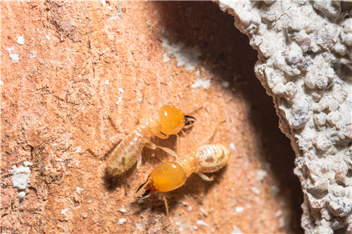 白蚁喜欢甜味易分解的食材-摄图网