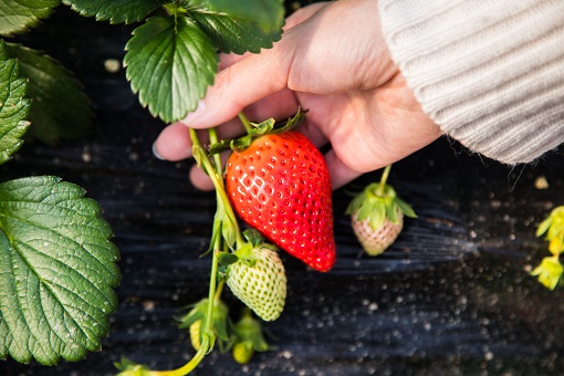 红颜草莓种植技术详解-摄图网