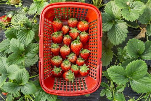 红颜草莓种植技术详解-摄图网
