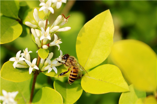 适合北方养殖蜜蜂品种有哪些-摄图网