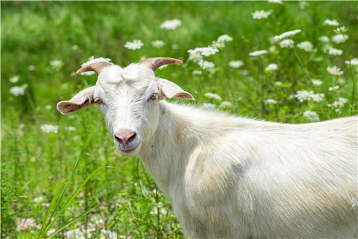 南北方常见羊种类有哪些-摄图网