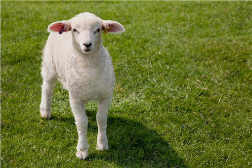 南北方常见羊种类有哪些-摄图网