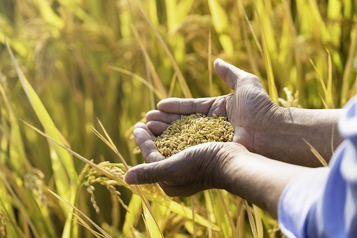 2022年水稻保护价多少钱一斤-摄图网