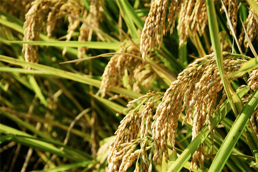 双季稻的种植方法和时间是什么=摄图网