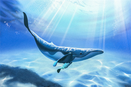 鯨魚為什么會擱淺-攝圖網