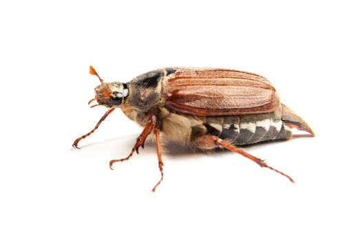 蟑螂是怎么出现在家里的-摄图网