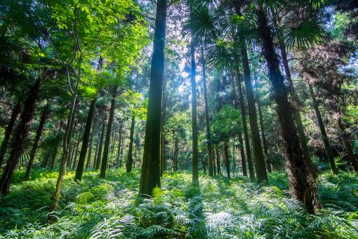 2022公益林补偿多少钱一亩-摄图网