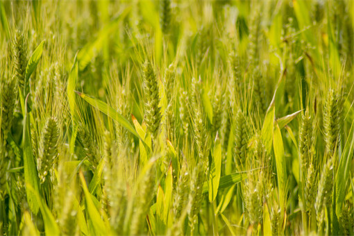 2022年小麦最低收购价相关政策-摄图网